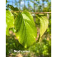 blad zomer