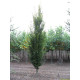 Carpinus betulus Fastigiata