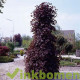 Acer platanoides Crimson Sentry, Noorse esdoorn
