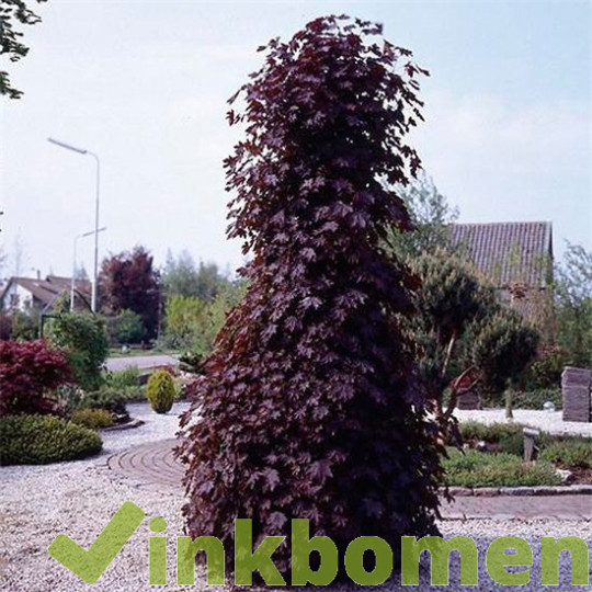 Acer platanoides Crimson Sentry, Noorse esdoorn