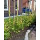 groene beukenhaag kopen