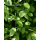 Fagus sylvatica