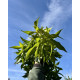topvorm Liquidambar 'Slender Silhouette'