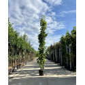 Liquidambar 'Slender Silhouette'
