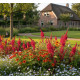 DCM bloemenmengsel tuinvogels bestellen