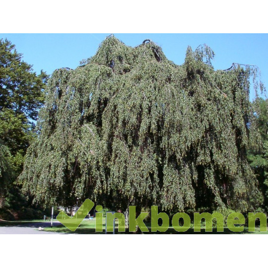 Fagus Sylvatica Pendula, Groene treurbeuk