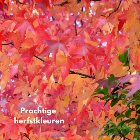 Amberboom, Liquidambar styraciflua