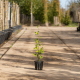 enkele groene beuk