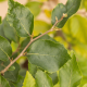 blad groene beukenhaag