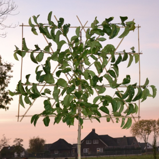 Leimagnolia, Magnolia Kobus