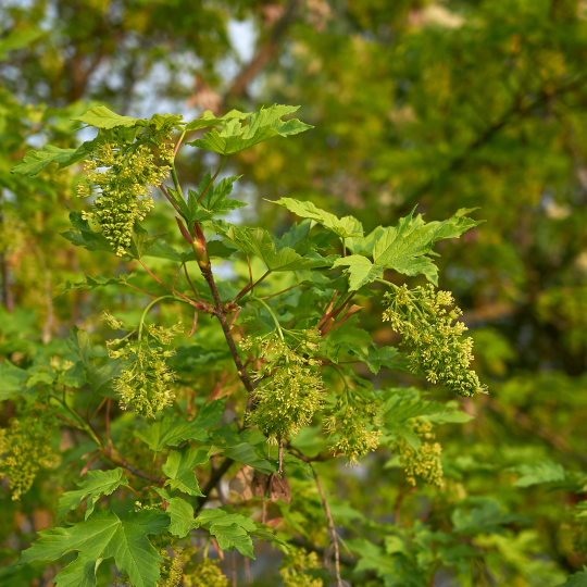 Acer pseudoplatanus, bergesdoorn kopen? | Vinkbomen.nl
