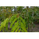 Gleditsia triacanthos Sunburst