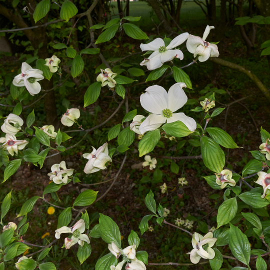 Cornus florida