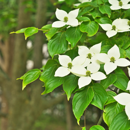 Cornus kousa ‘Chinensis