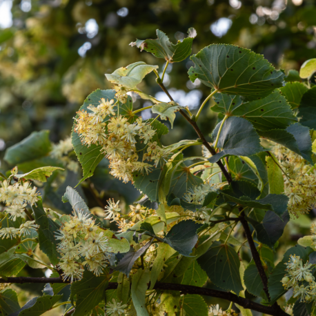 Tilia cordata