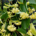 Tilia platyphyllos