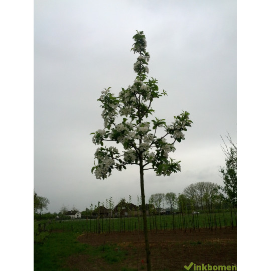 Malus red Sentinel, Sierappel