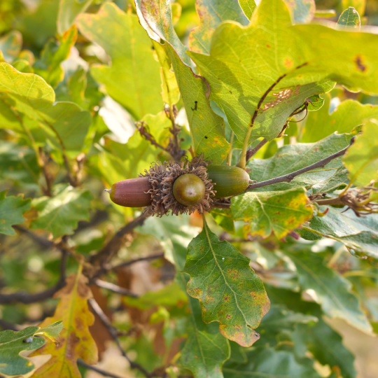 eikel Quercus cerris