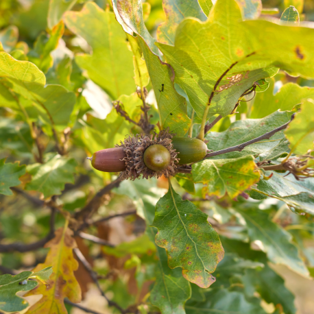 eikel Quercus cerris