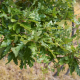 Turkse eik bestellen? | Bekijk deze boom op Vinkbomen.nl