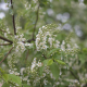 Prunus padus bloesem