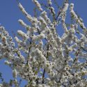 Prunus avium