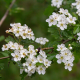 Crataegus monogyna