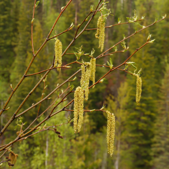 Betula papyrifera katjes