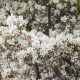 Amelanchier lamarckii