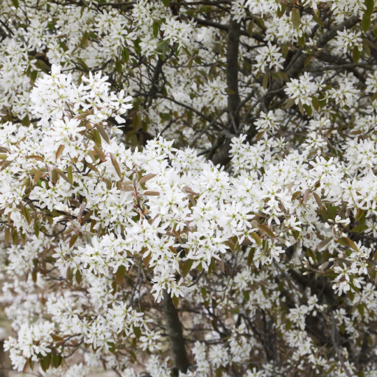 Amelanchier lamarckii