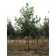 Platanus Acerifolia, Plataan