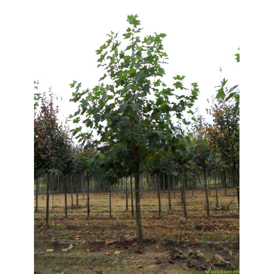 Platanus Acerifolia, Plataan