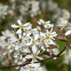 Amelanchier lamarckii details
