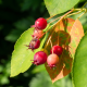 besjes en blad Amelanchier lamarckii