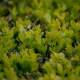 Buxus Sempervirens details