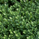 Buxus Sempervirens