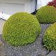 bol Buxus Sempervirens