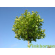 Platanus hisp. Alphens Globe, Bolplataan
