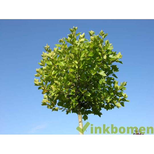 Platanus hisp. Alphens Globe, Bolplataan