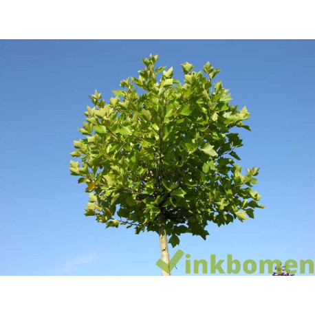 Platanus hisp. Alphens Globe, Bolplataan