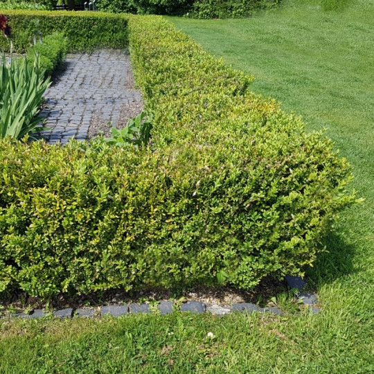 Buxus Sempervirens haag