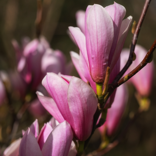 Magnolia ‘Galaxy’ boom kopen? | Rijke roze bloei | Vinkbomen