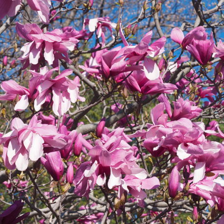 Magnolia ‘Galaxy’ boom kopen? | Rijke roze bloei | Vinkbomen