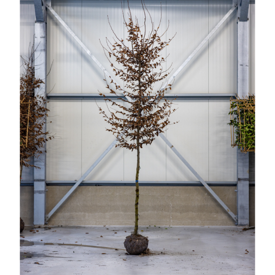 Haagbeuk, Carpinus Betulus kopen kopen? | Vinkbomen.nl