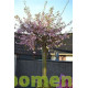 Bolkers, Prunus Autumnalis Rosea