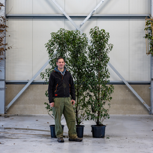 portugese laurierhaag