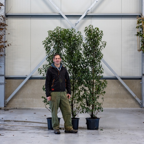 portugese laurierhaag