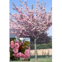 Bolkers, Prunus Royal Burgundy