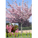 Bolkers, Prunus Royal Burgundy