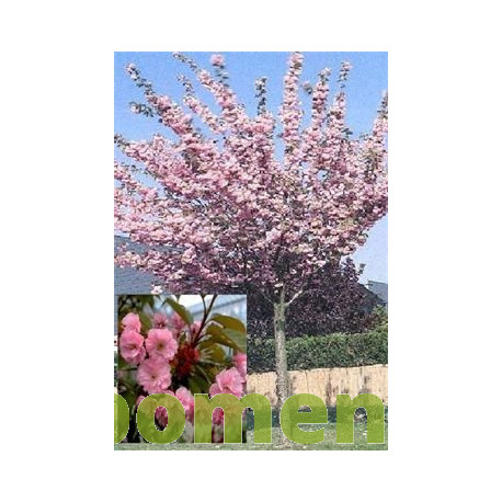 Bolkers, Prunus Royal Burgundy